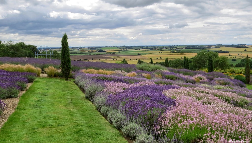 Lavender Farm by craftymeg