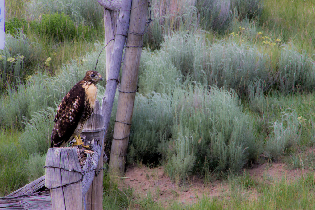 Young Hawk by jetr