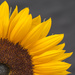 Sunflower by rumpelstiltskin