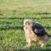 Baby owl by rosiekind