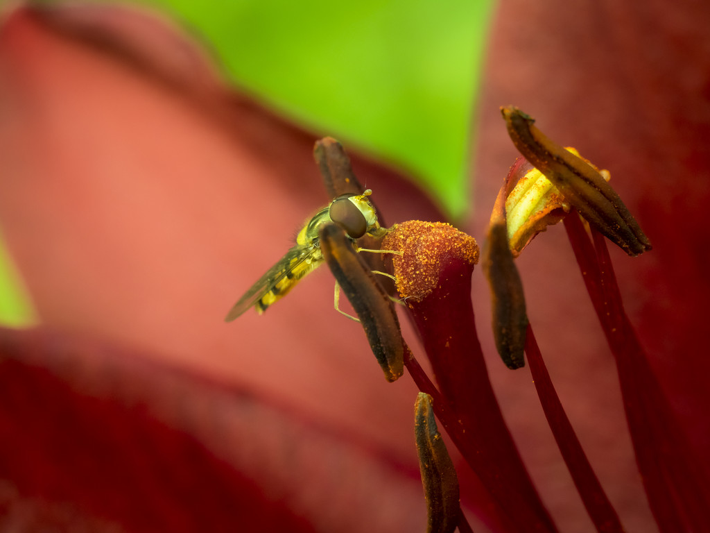 pollination by haskar