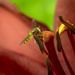 pollination by haskar