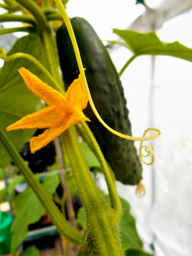 Cucumbers growing in our green house.... by snowy