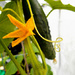 Cucumbers growing in our green house.... by snowy