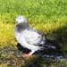 One of our pigeons by Dawn