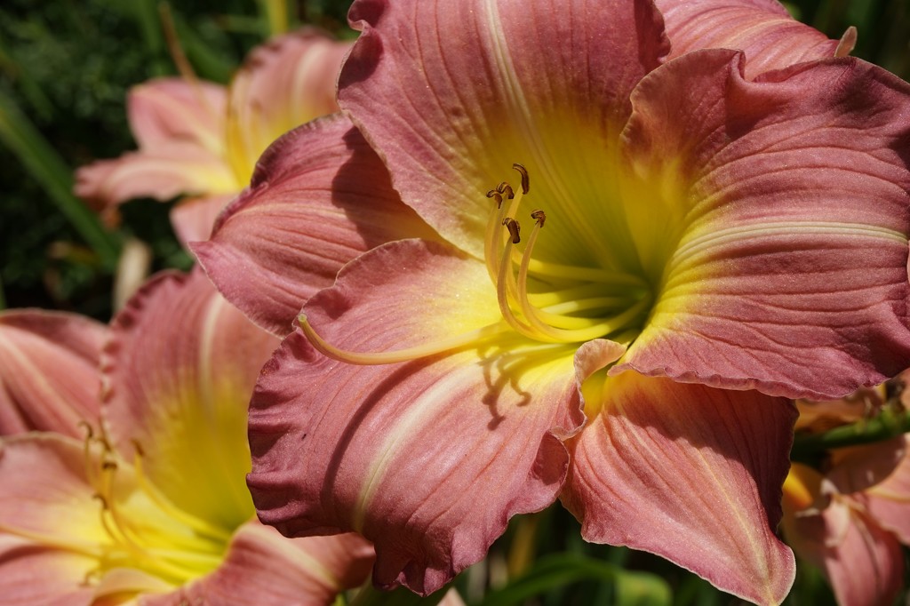 No bug on this daylily by tunia