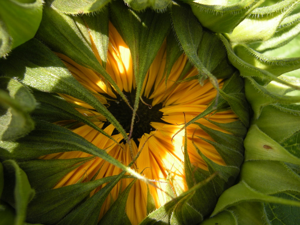 Sunflower 2 by pyrrhula