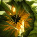 Sunflower 2 by pyrrhula