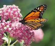 14th Jul 2017 - Monarch Butterfly 1