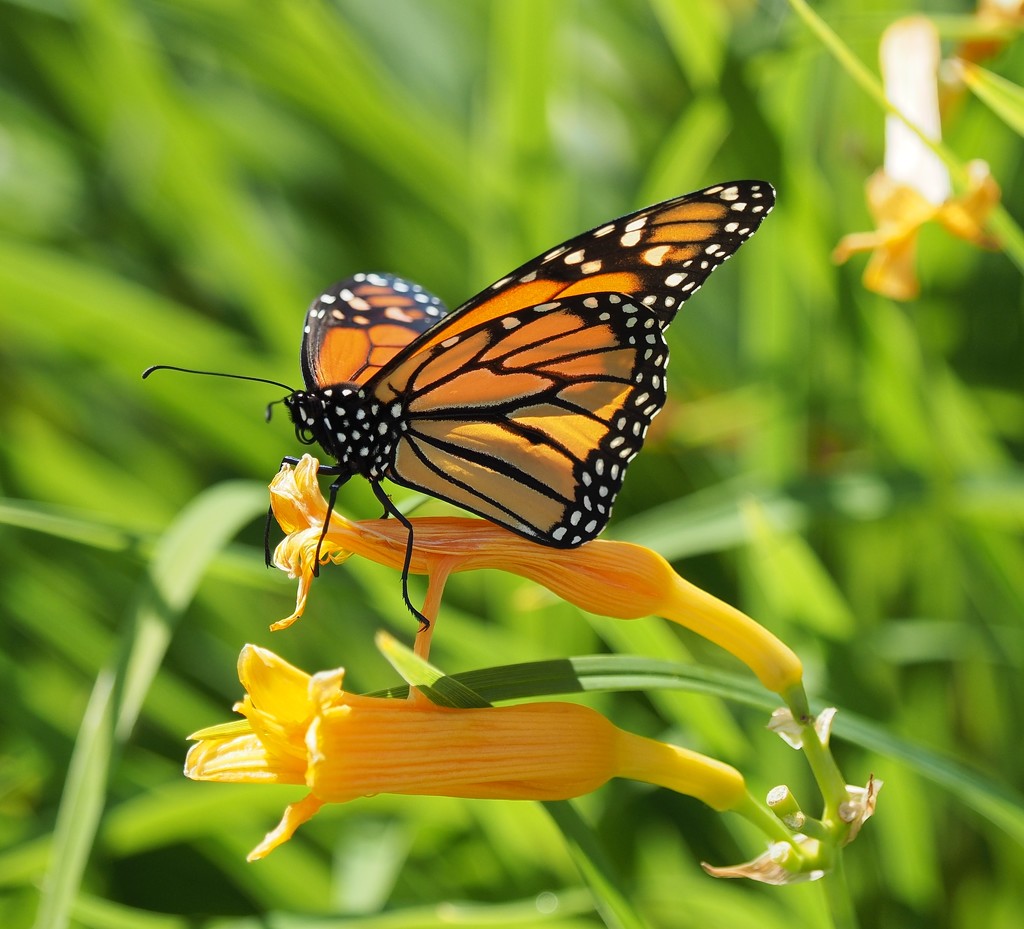 Monarch Butterfly 2 by selkie