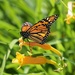 Monarch Butterfly 2 by selkie