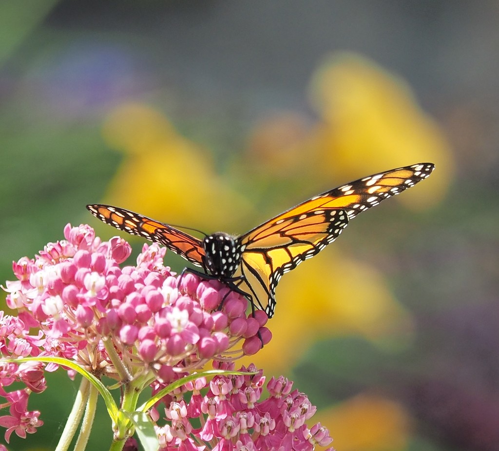 Monarch Butterfly 3 by selkie