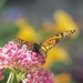 Monarch Butterfly 3 by selkie