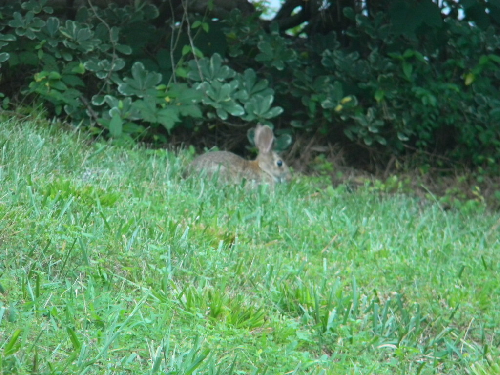 Bunny in Neighbor's Lawn by sfeldphotos