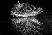 14th Jul 2017 - Feather #1