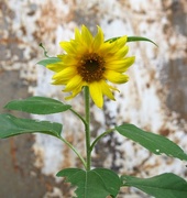 14th Jul 2017 - Sunflower
