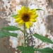 Sunflower by susanharvey