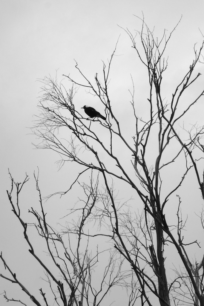 Bird in Tree by kjarn