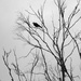 Bird in Tree by kjarn