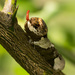 Eastern Tiger Swallowtail Catepillar!!! by rickster549