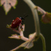 Beetle of Some Sort!! by rickster549