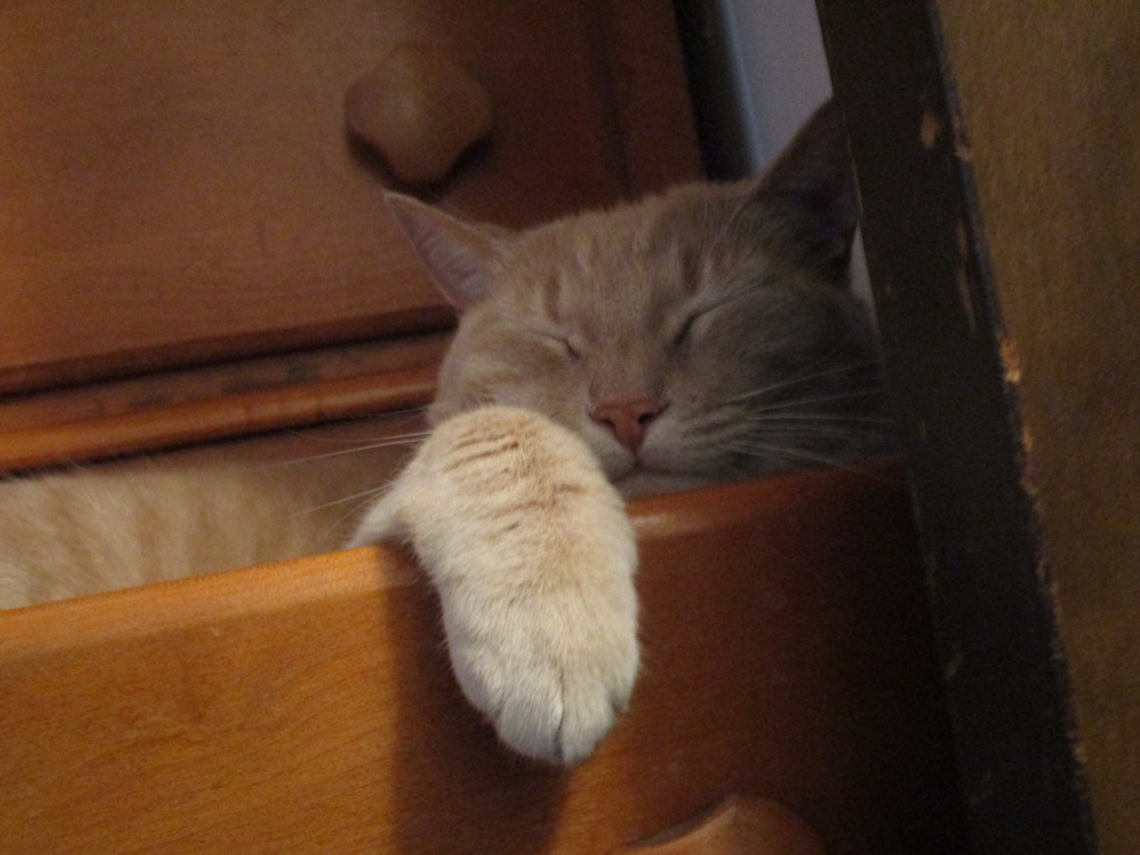 Resting in the Drawer by julie