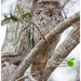 Tawny frog mouth bird by kerenmcsweeney