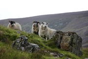14th Jul 2017 - Three Sheep