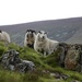 Three Sheep by jamibann