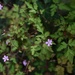 Tiny flowers by parisouailleurs