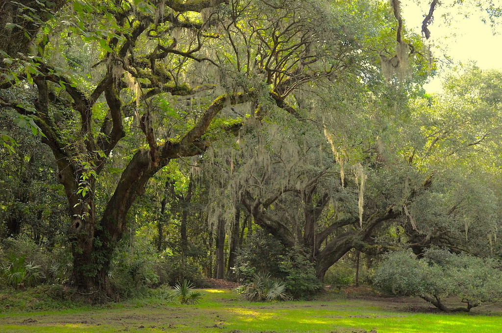 Live oaks, Charleston, SC by congaree
