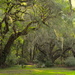 Live oaks, Charleston, SC by congaree