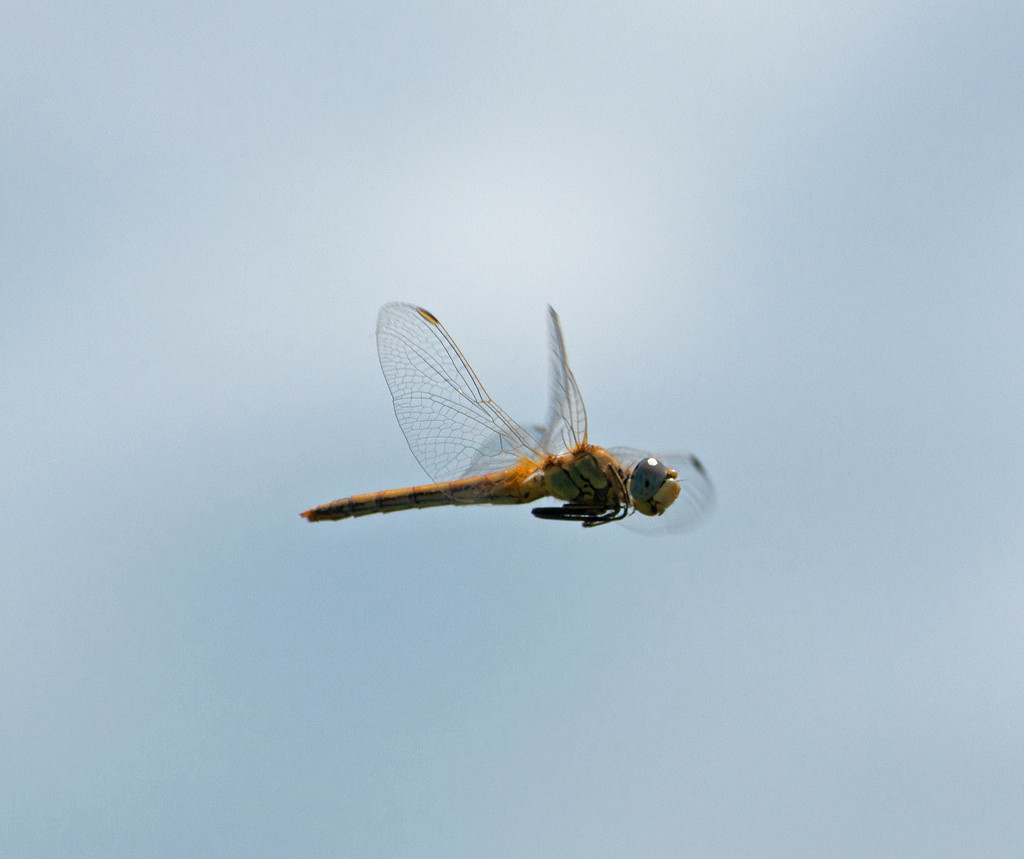 Dragonfly in flight by philbacon