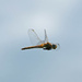 Dragonfly in flight by philbacon