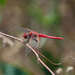 Red Dragonfly  by philbacon