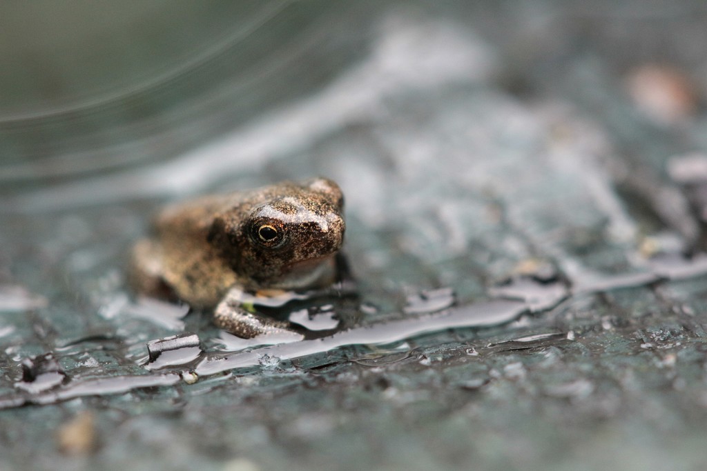 Wavelet Froglet by juliedduncan
