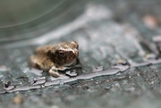 14th Jul 2017 - Wavelet Froglet