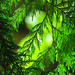 Evergreens by seattlite