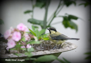 15th Jul 2017 - Great tit stopping by for a drink