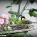 Great tit stopping by for a drink by rosiekind