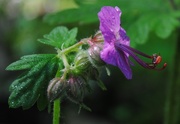 17th Jun 2017 - Day 168: Wild Geraniums