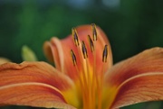 19th Jun 2017 - Day 170:  Day Lily 