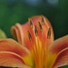 Day 170:  Day Lily  by jeanniec57
