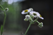 21st Jun 2017 - Day 172: Little Buds