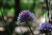 24th Jun 2017 - Day 175: Chives ... mmmmm ! Nom nom nom!