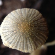 28th Jun 2017 - Day 179: Tiny Mushroom