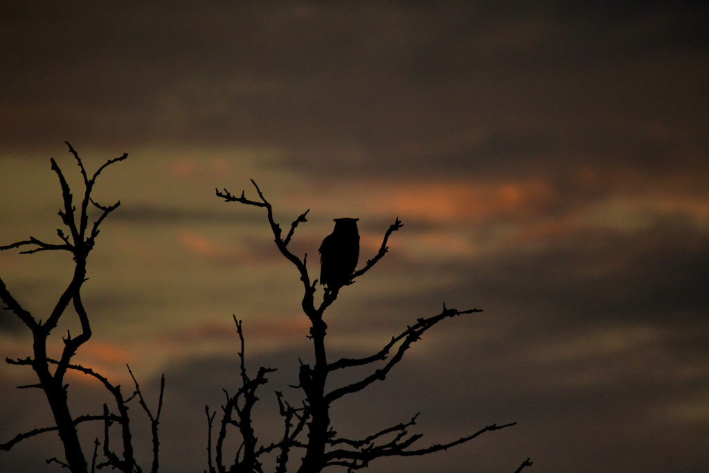 Great Horned Owl Waits for the Sunrise by kareenking