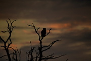 15th Jul 2017 - Great Horned Owl Waits for the Sunrise