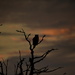 Great Horned Owl Waits for the Sunrise by kareenking