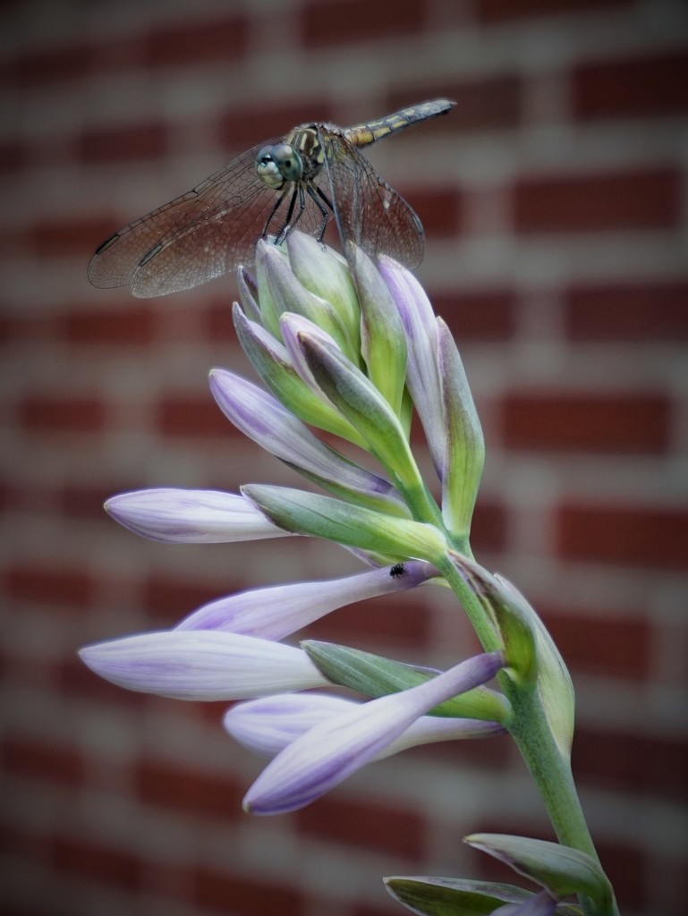Dragonfly on a hosta bloom by tunia